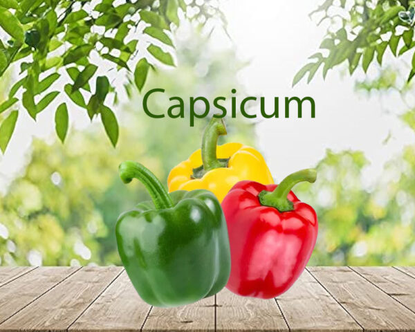 Capsicum